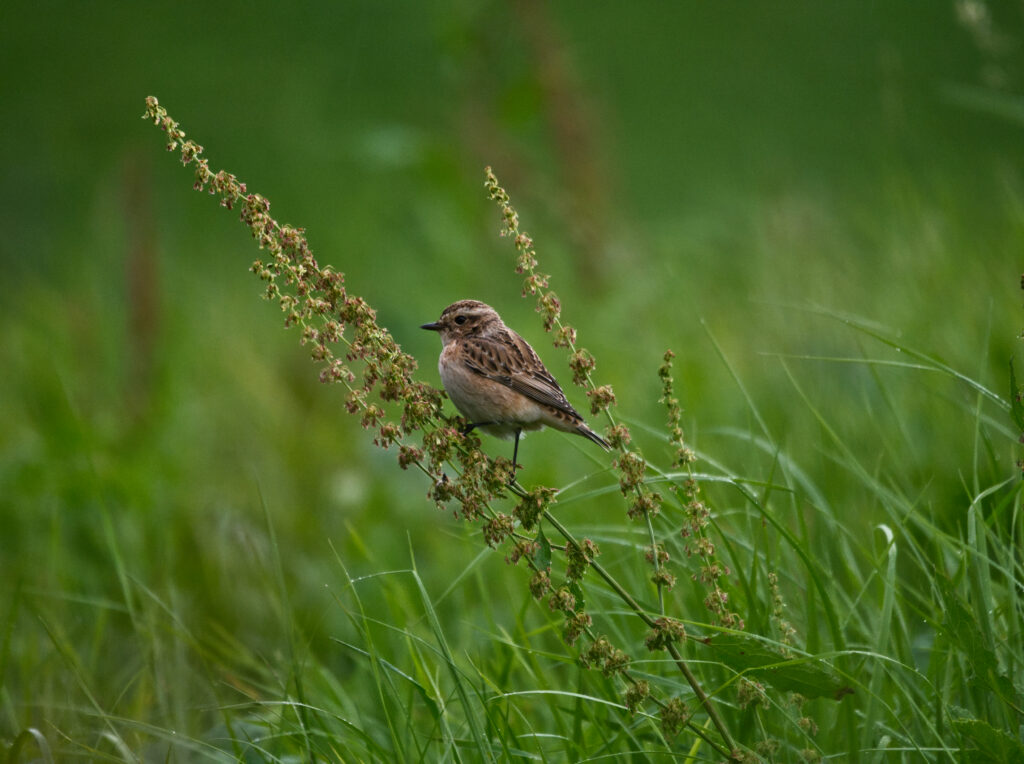 Braunkehlchen