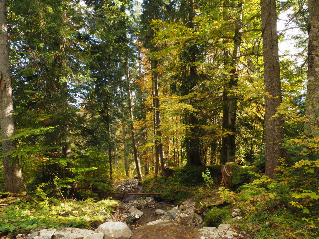 Plenterwald