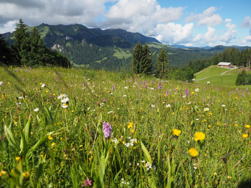 Magerwiese