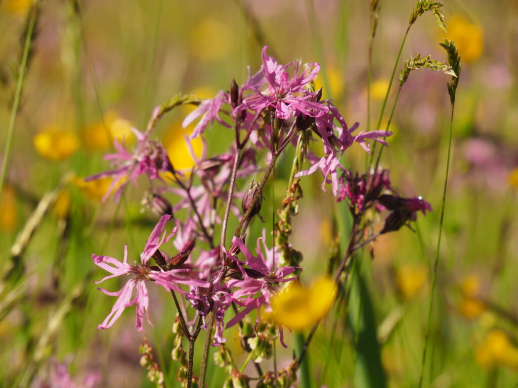 Blumenwiese
